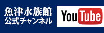 魚津水族館公式 You Tube チャンネル