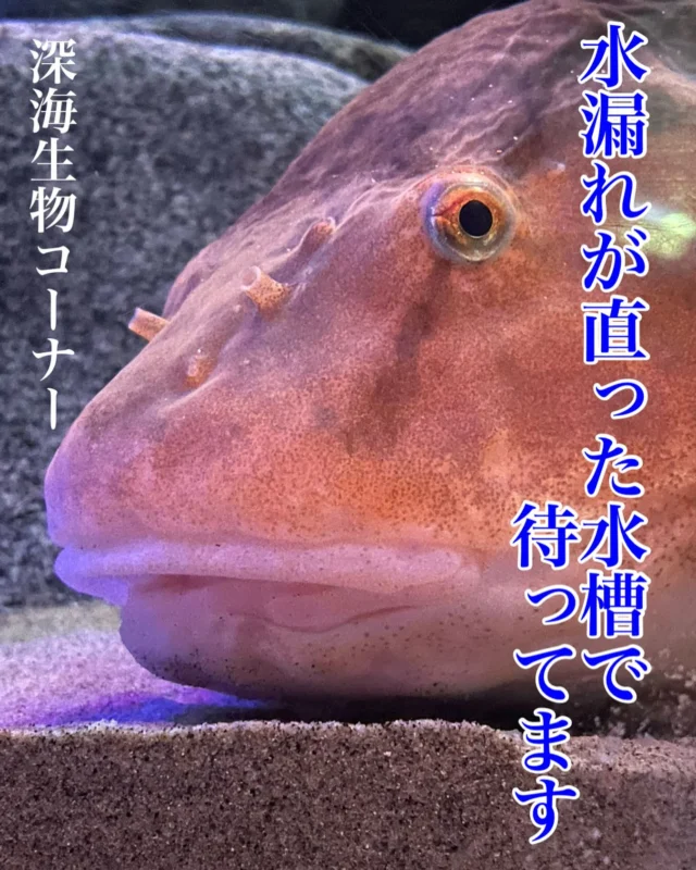 GWはイサゴビッグニンに会いにきて😊
#イサゴビクニン #デカい #ビッグ 
#写真撮りやすい #泳ぎゆっくり
#深海魚ファンGWはうおすいへ集合
#魚津水族館 #水族館 #富山 #魚津
#寿司ネタではありません
#uozuaquarium #aquarium