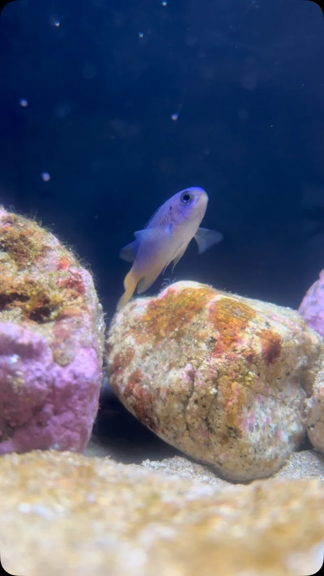 #海岸の生物コーナー

恥ずかしがり屋のソラスズメダイ。
たまにひょこっと出てきては、あたりの様子をキョロキョロ。

#ソラスズメダイ
#魚津水族館　#水族館　#うおすい　#富山　#魚津　#aquarium