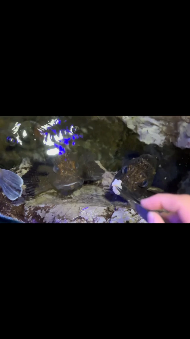 #表層生物コーナー

表層生物コーナーにいるウッカリカサゴはエサの時間になると水面近くでじっと待っていることが😳
今日は2匹並んで、今か今かとエサを待ちます。

#ウッカリカサゴ
#魚津水族館　#水族館　#うおすい　#富山　#魚津　#aquarium