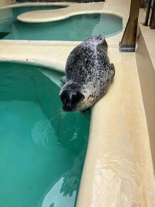#アザラシプール #ゴマフアザラシ

朝の掃除中、顔だけ水につけていたハル🦭
その後も頭だけ水に入れて、プールに入るか悩んでいました😊

#魚津水族館公式 #富山 #魚津 #魚津水族館 #うおすい #水族館 
#uozuaquariumofficial #aquarium