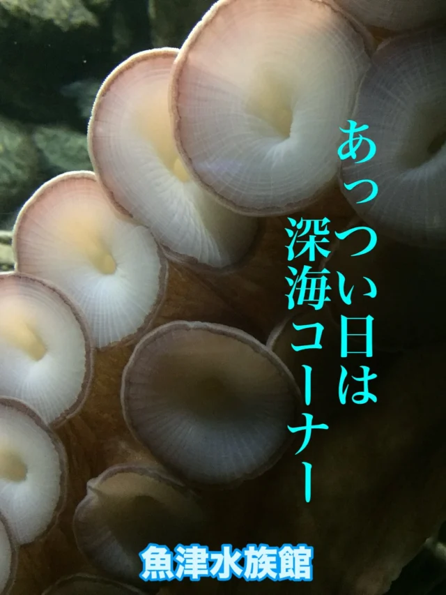 ☀️暑い日はうおすい☀️
深海コーナーで涼んでください🐙
#ミズダコ #世界最大のタコ #水温7℃ 
#キンキンに冷えてやがる
#悪魔的だ #devilfish
#深海コーナー #魚津水族館 
#寿司ネタ見るなら魚津水族館