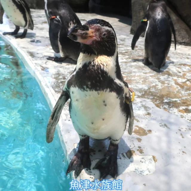 #お知らせ
フンボルトペンギンのNo.14が死亡しました。
今年の６月下旬から徐々に食欲が低下し、30日の午前に死亡を確認しました。現在詳しい検査結果待ちですが、高齢ということもあり老衰だと思われます。

No. 14は1988年４月２日に、魚津水族館で生まれた37歳のメスのフンボルトペンギンです。当館のペンギンの中では２番目に高齢で、ペア相手のNo26（31歳）といつも並んで横におり、とても仲良しな夫婦でした。また、一番小柄であったことから他のペンギンと並ぶとまるで子どものようで、よくお客様に「赤ちゃんペンギンだ！」と間違えられていたのがとても印象に残っています。

　今までNo.14を温かく見守ってくださった皆さま、本当にありがとうございました。